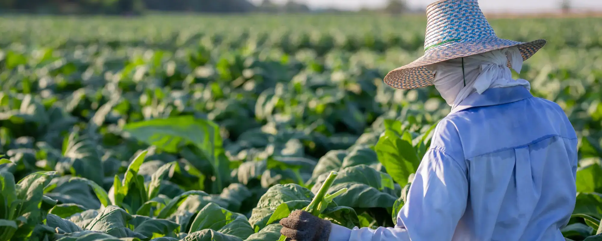 Cigarlands The allure of Cuban soil